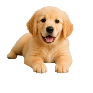 golden-retirver-for-sale-bangalore-puppies