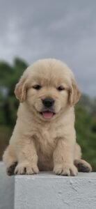 golden-retriver-in-bangalore-bangalore-puppies