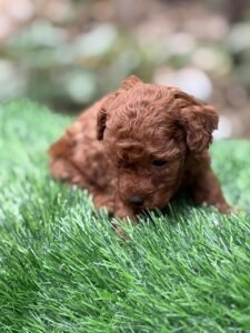 toy-poodle-breeders-in-bangalore-bangalore-puppies