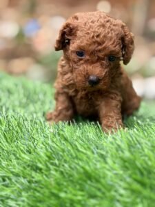 toy-poodle-breeders-in-bangalore-bangalore-puppies