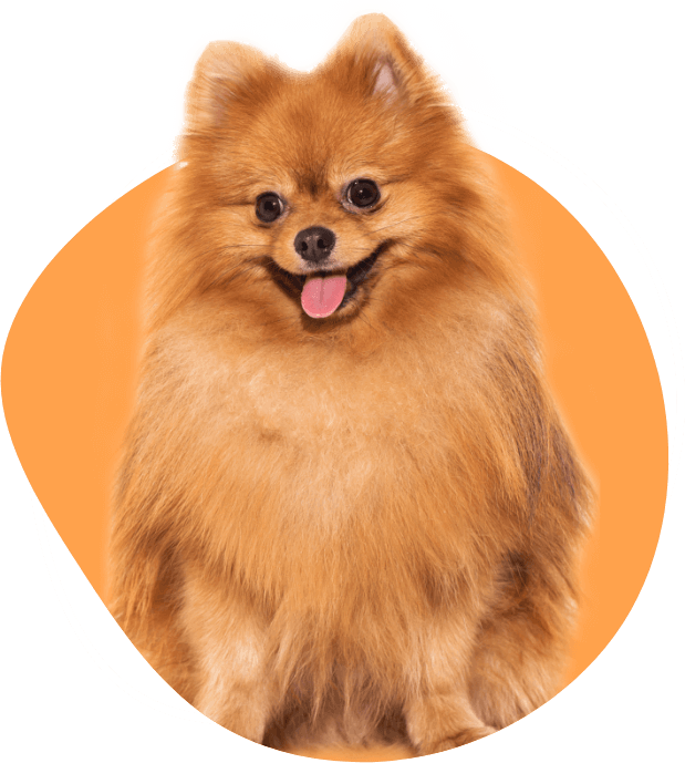 dog-breeders-in-bangalore-bangalore-puppies