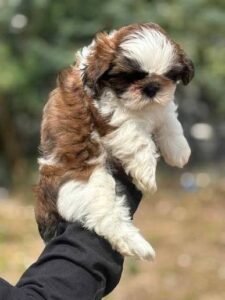 dog-breeders-in-bangalore-bangalore-puppies
