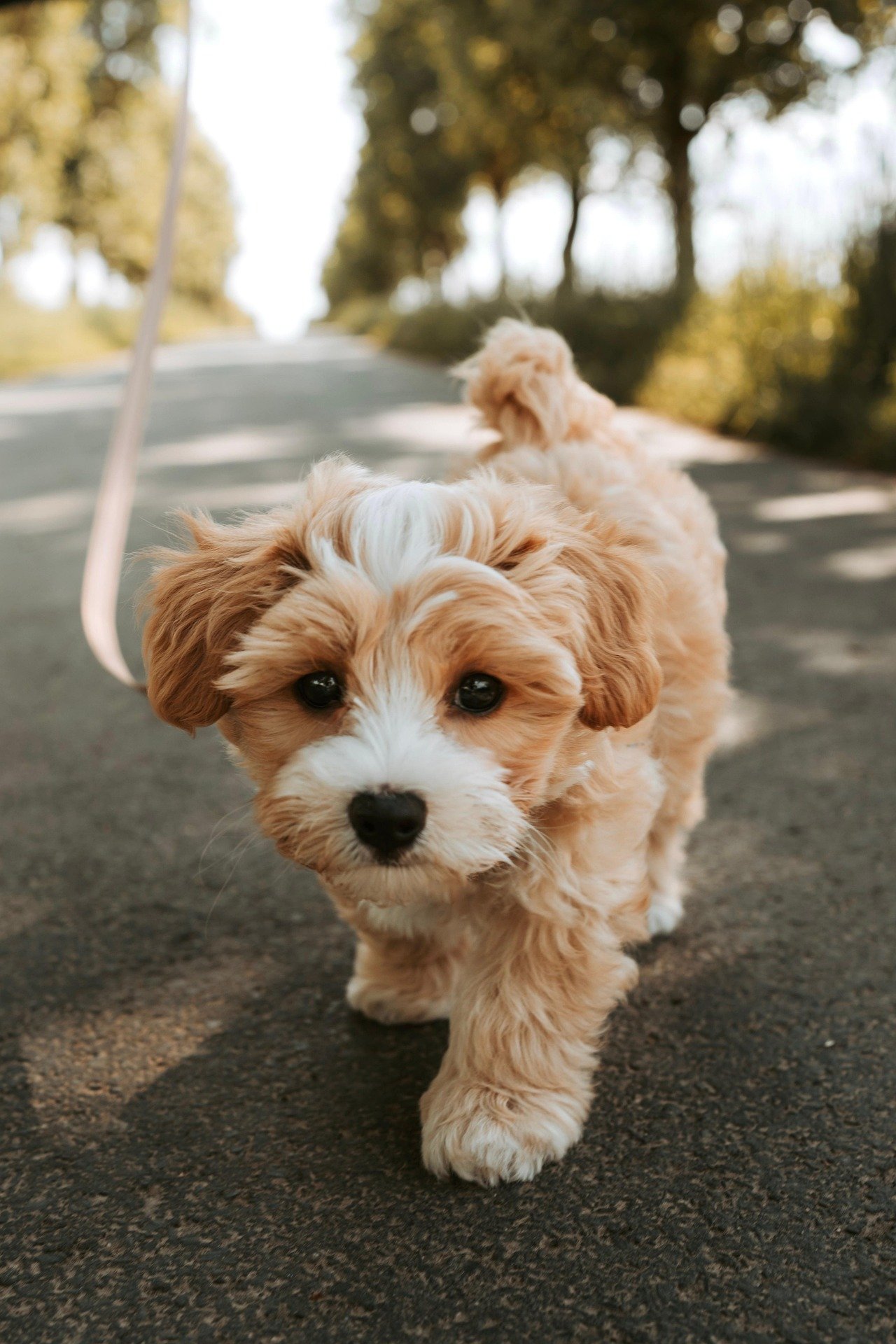 dog-breeders-near-bangalore-bangalore-puppies