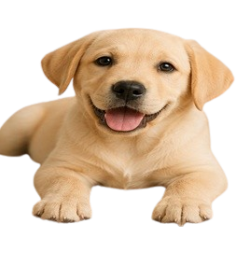 Labrador_300x300-removebg-preview Labrador_300x300-removebg-preview